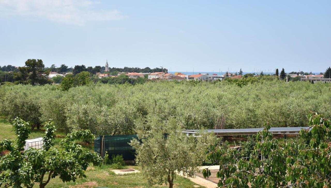 Apartmani Diana Novigrad Istria 外观 照片